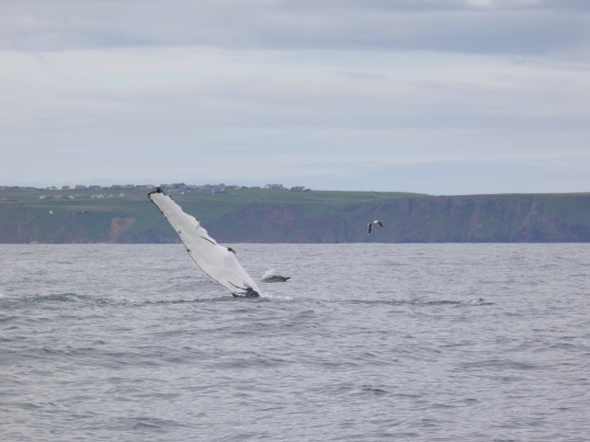 Humpback whale fin slapping