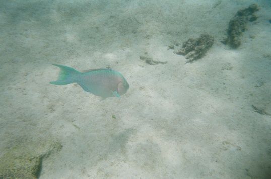 Blue-Chin Parrotfish (Terminal Phase)