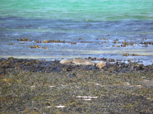 Seals on the east coast of Papay