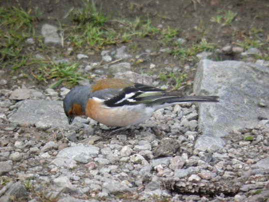 Chaffinch on the WHW